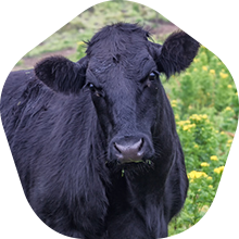 The most popular: Dry-Aged Beef The most popular: Dry-Aged Beef