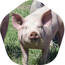 An explosion of taste: Dry Aged Pork An explosion of taste: Dry Aged Pork