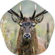 What a fantastic taste: Dry Aged Game meat What a fantastic taste: Dry Aged Game meat