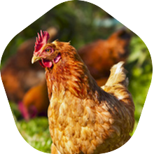 Exotic and tasteful: Dry Aged Chicken Exotic and tasteful: Dry Aged Chicken