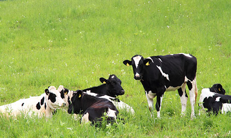 Happy cattle for good meat Happy cattle for good meat